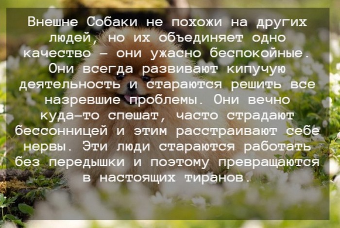 Гороскоп 2024 года для Собаки: особенности для мужчин и женщин