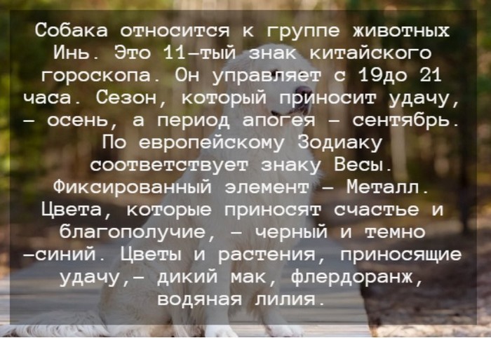 Гороскоп 2024 года для Собаки: особенности для мужчин и женщин