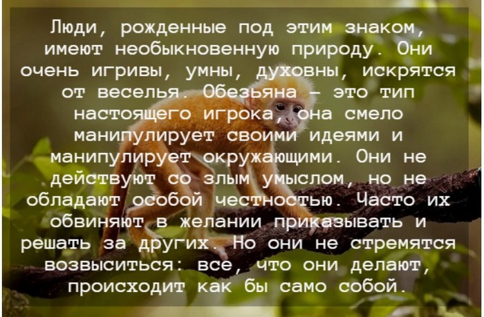 Гороскоп 2024 года: особенности для мужчин и женщин Обезьяны