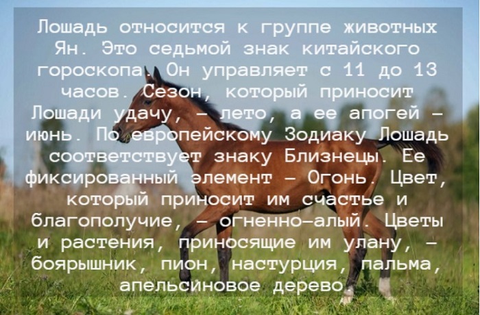 Гороскоп на 2024 год для Лошади по году рождения: на что ждать и расчитывать в новом году?