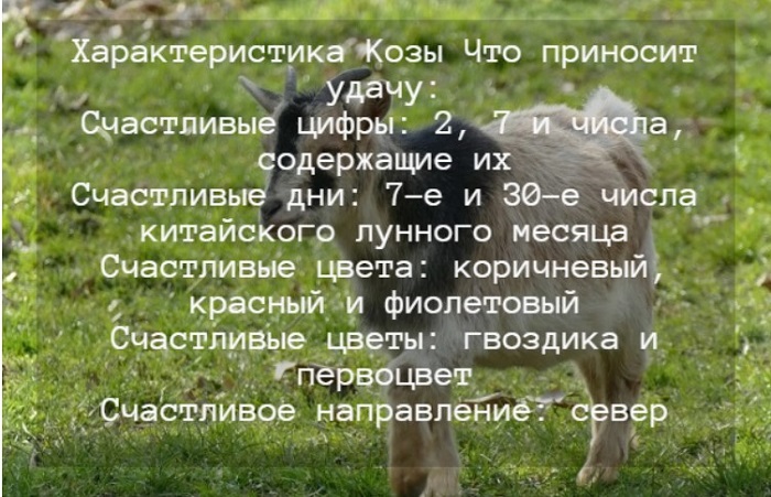 Гороскоп на 2024 год для Козы по Восточному календарю: мужчин и женщин