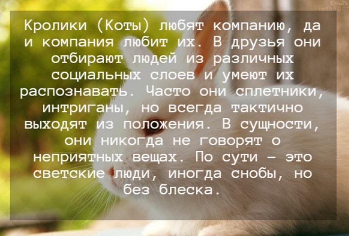 Гороскоп на 2024 год для Кролика