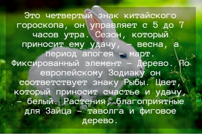 Гороскоп на 2024 год для Кролика