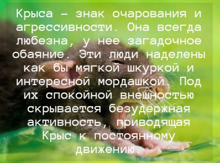 Гороскоп на 2024 год для Крысы