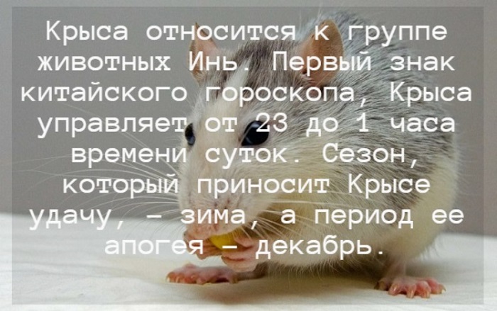 Гороскоп на 2024 год для Крысы