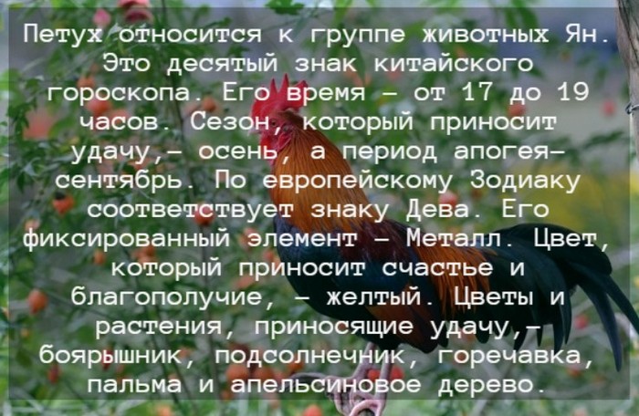 Гороскоп на 2024 год для Петуха по китайскому календарю: мужчины и женщины