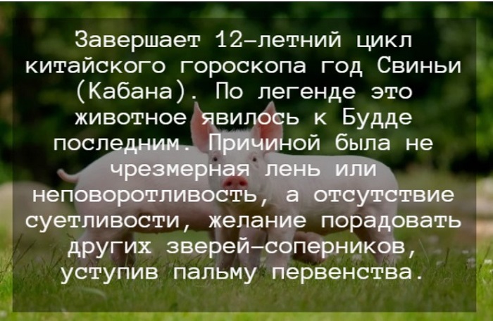 Гороскоп на 2024 год для Свиньи