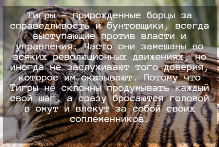 Гороскоп на 2024 год для Тигра: что ожидает мужчин и женщин этого знака