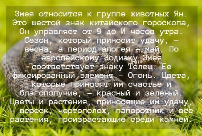 Гороскоп на 2024 год для Змеи по китайскому календарю: мужчины и женщины
