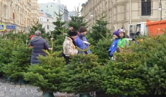 Ёлочные базары 2024-2025 в Москве: адреса, когда открываются, примерные цены на елки